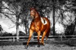About Equine Biomechanics